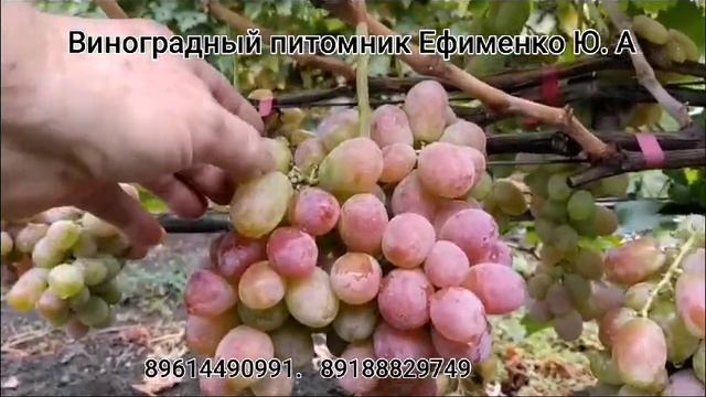 виноград Сиреневый