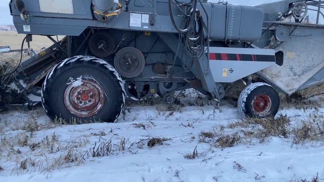 НИВА-ЭФФЕКТ МОЛОТИТ МЯГКУЮ ПШЕНИЦУ ПО СУГРОБАМ!