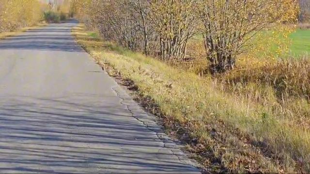 Куда? Бегут куропатки…