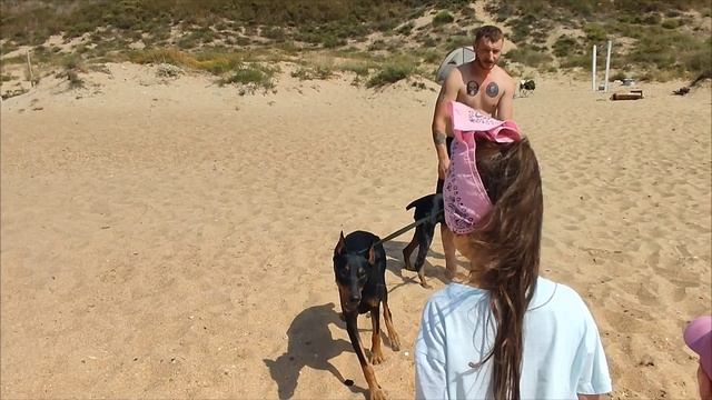Неожиданно  познакомились с доберманами.  Один  в семье появился прямо вчера из потеряшек.