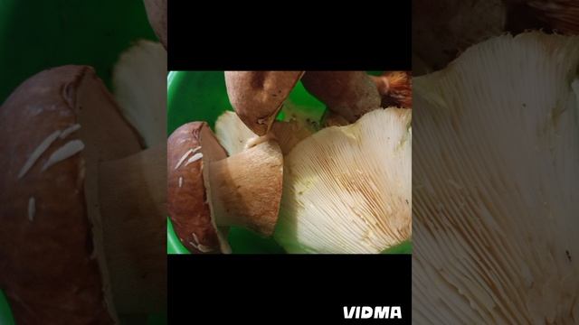 vidma_20240814_190336.mp4
