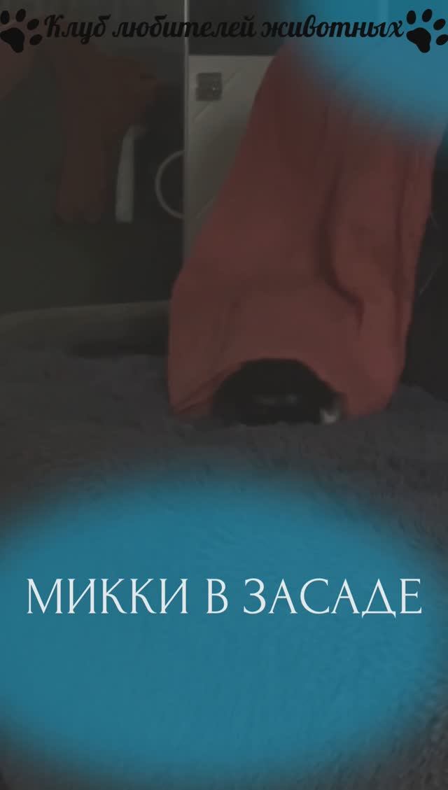 Микки в засаде