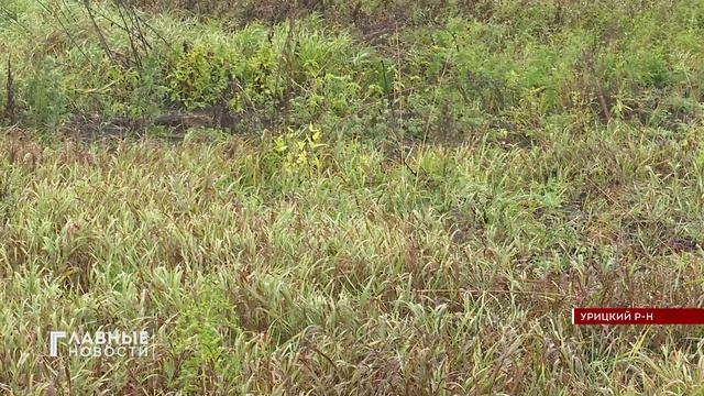 В Нарышкинском природном парке браконьеры застрелили двух косуль.