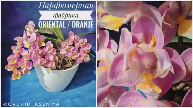 Phal. Oriental (Oranje) 🌸 Ароматная орхидея трилипс Парфюмерная фабрика Оранж снова цветет букетом