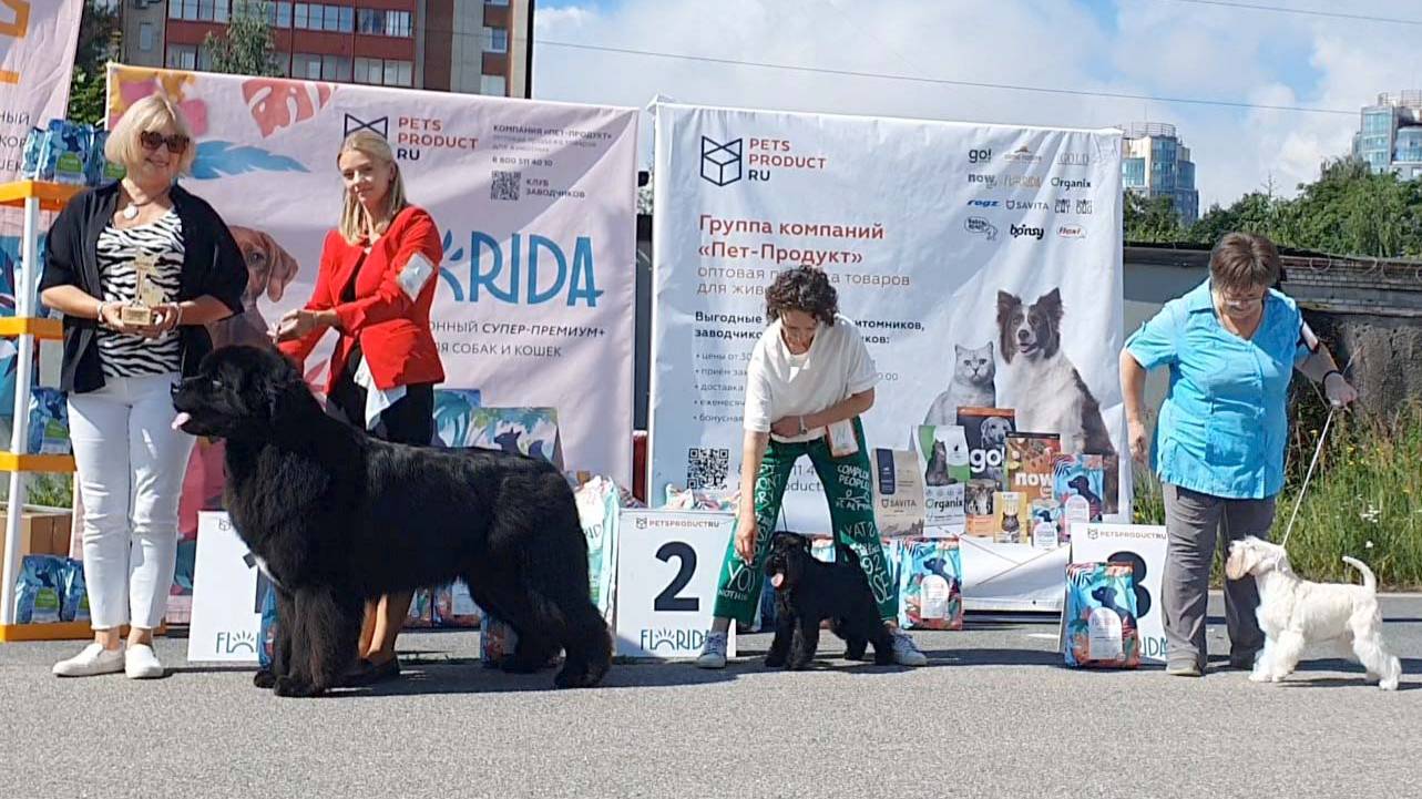 13.07.2024, СПб. Клуб "Стандарт". Выставка собак САС 2 группы FCI