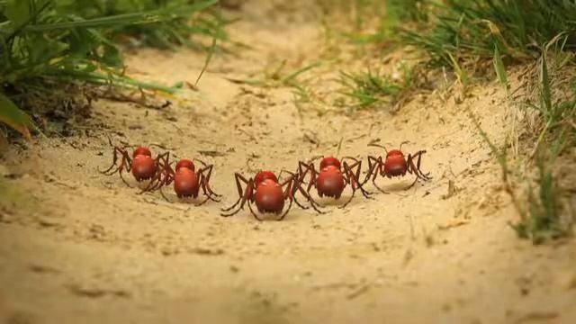 Minuscule - Saucisse predator - Охотники за сосисками (360p)