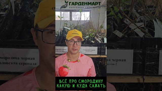 Как и куда сажать смородину