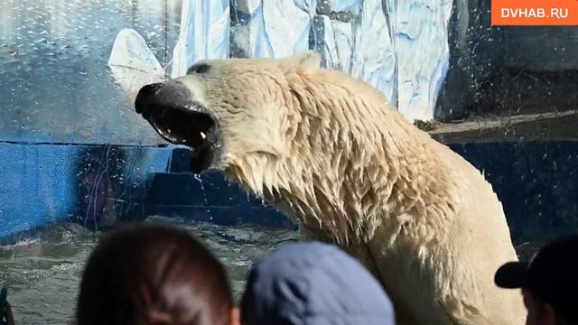 День рождения зоосада «Приамурский» отпраздновали хабаровчане