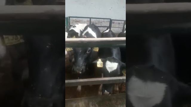 Бычки поменьше
