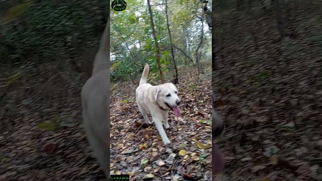 В заповедном лесу