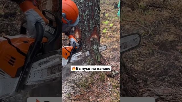 Валка дерева профессионалом #zimani #stihl #husqvarna #соревнования #чемпионат