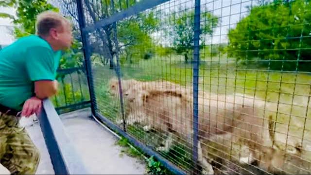 Это УДИВИТЕЛЬНО, посмотрите как Олег Зубков руководит своими львами и как они его понимают!