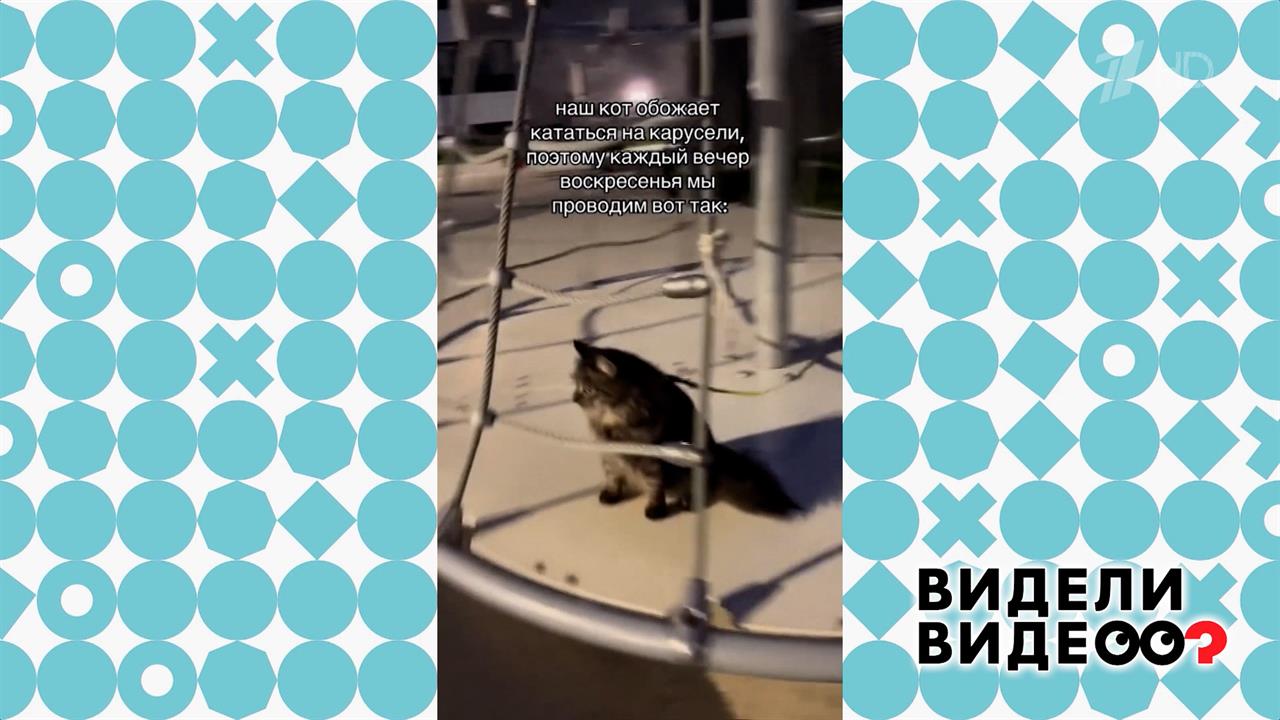 Аттракцион для кота. Видели видео? Фрагмент выпуска от 06.10.2024