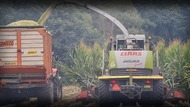 Mais hakselen 2021 . Harvesting maize . Claas Jaguar 870  Kemper 460 plus . 2X Massy-Ferguson