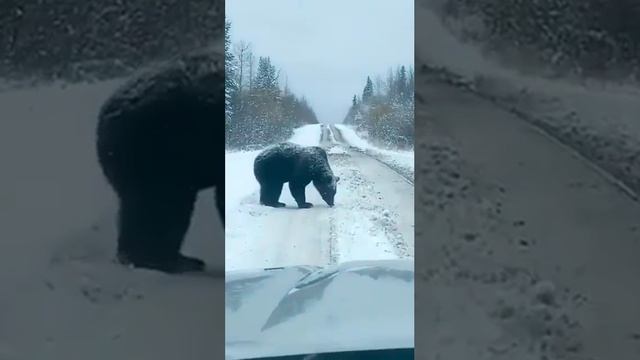 Медведь в Тасеево