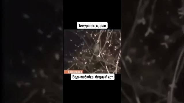 Тимуровец в деле !!! 
Спасение кота !!!