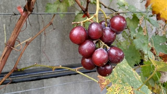 виноград Супер Куин граппе