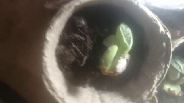 Жесть, скоро ещё одна пересадка