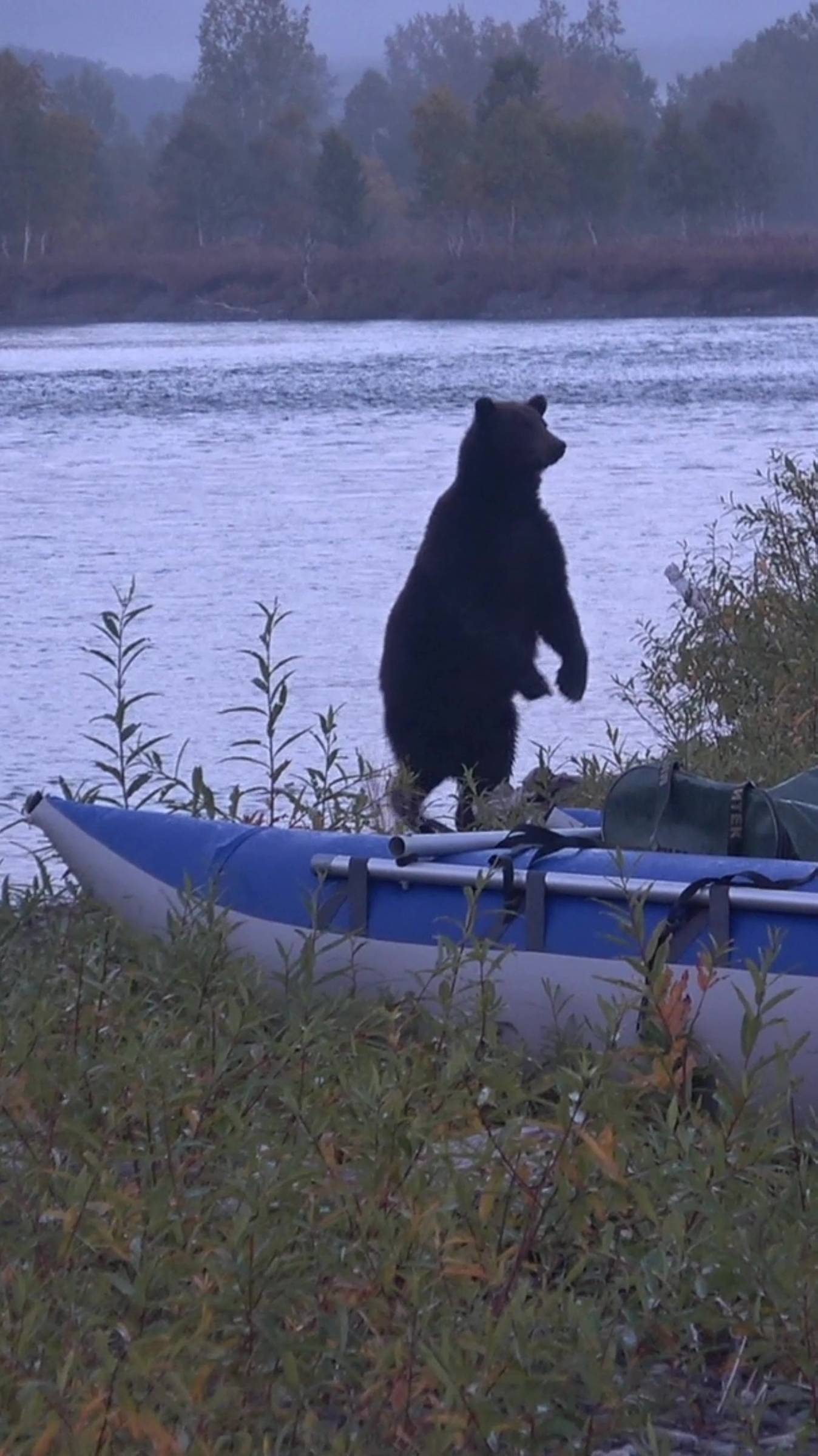 МЕДВЕДЬ пришел в лагерь