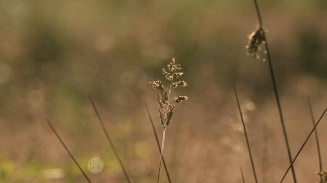 Wildlife Photography on Cannock Chase. Settings & quick tips for beginners.