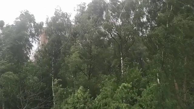 Ветер гнет деревья со страшной силой. 28 июня 2021
