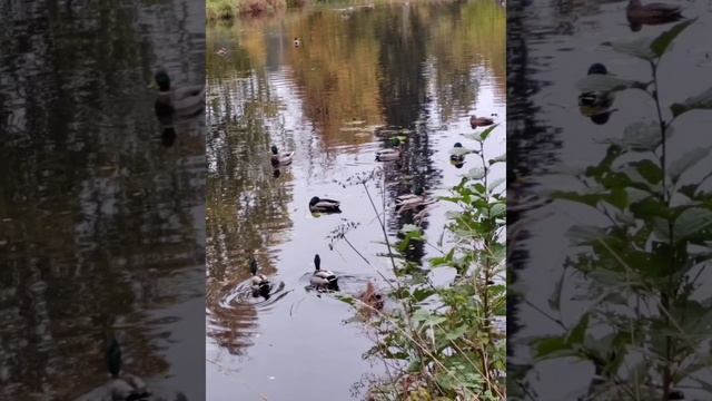 Золотая осень в парке