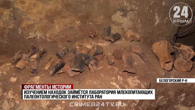 В Белогорском районе во время раскопок обнаружили фрагмент челюсти древнего гепарда