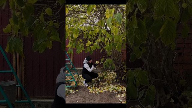 Осень🍂