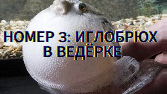 ТОП 5 ИГЛОБРЮХОВ