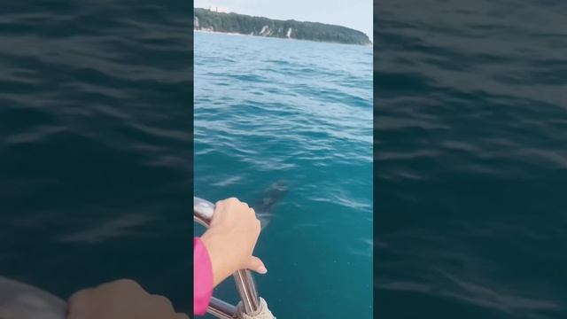 ДЕЛЬФИНЫ ИГРАЮТ С ЛЮДЬМИ  на Черном Море