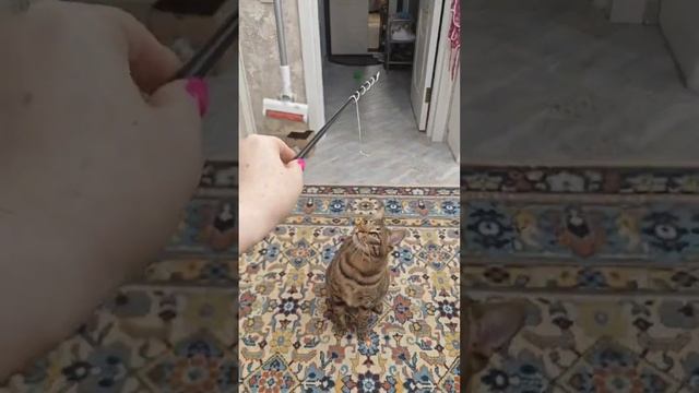#cat #spring #видео #cute #funny #catlover #прикол #мем #котик #кот #юмор #shortvideo #shots #shorts