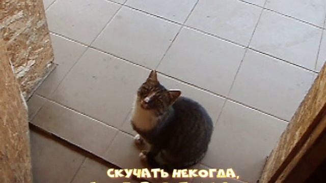 полудикая кошка