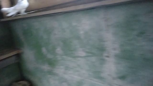 1000016126.mp4
