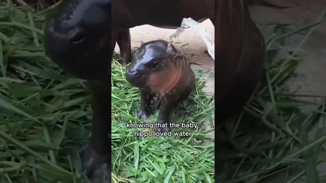 Mischievous but responsible baby hippo #animals #love #shorts