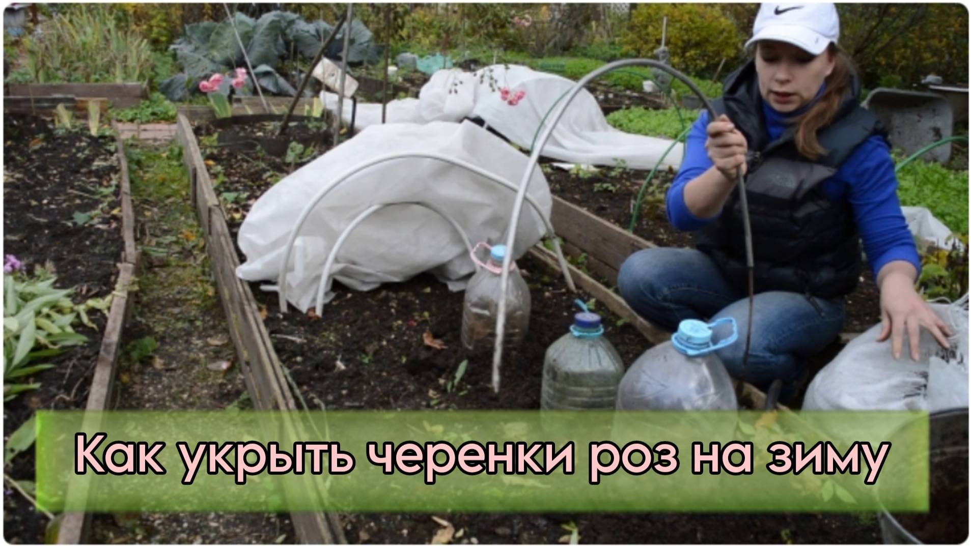 Как укрыть черенки роз на зиму