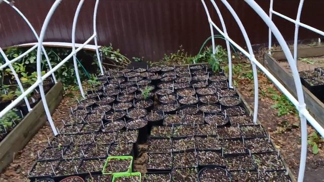 Когда и как обрезать метельчатые гортензии. Обработка срезов. Зимовка. 13.10.2024