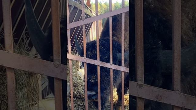 Невероятно огромные Зубры но очень добрые: Зубровник в Ленинградской области