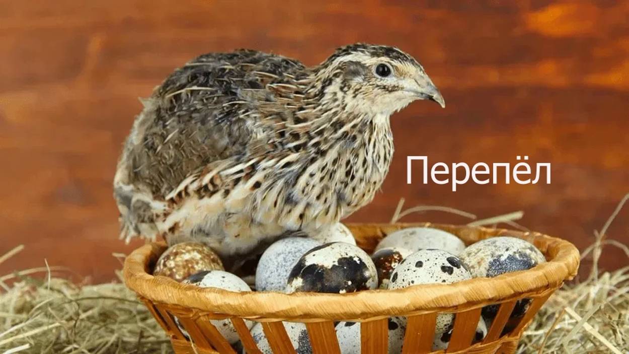 Перепёл