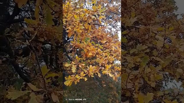 осенью