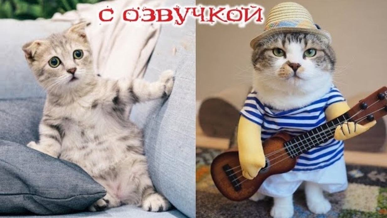 Приколы с котами С ОЗВУЧКОЙ! Самые смешные животные - КОТЯРА