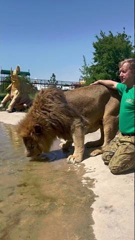 Лев Зубков привел льва Чука на водопой)