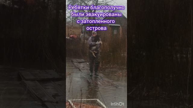 История спасения Молли. Помогаем собачьей семейке.