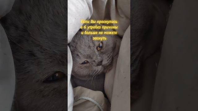 #cat #shortvideo #видео #catlover #spring #shots #кот #memes #meme #video #smile #like #likeforlikes