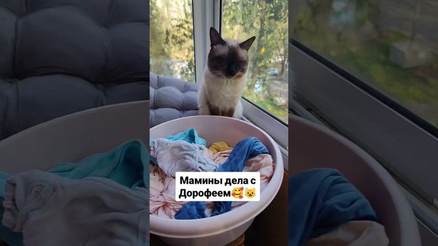 Мамины дела 🥰😺