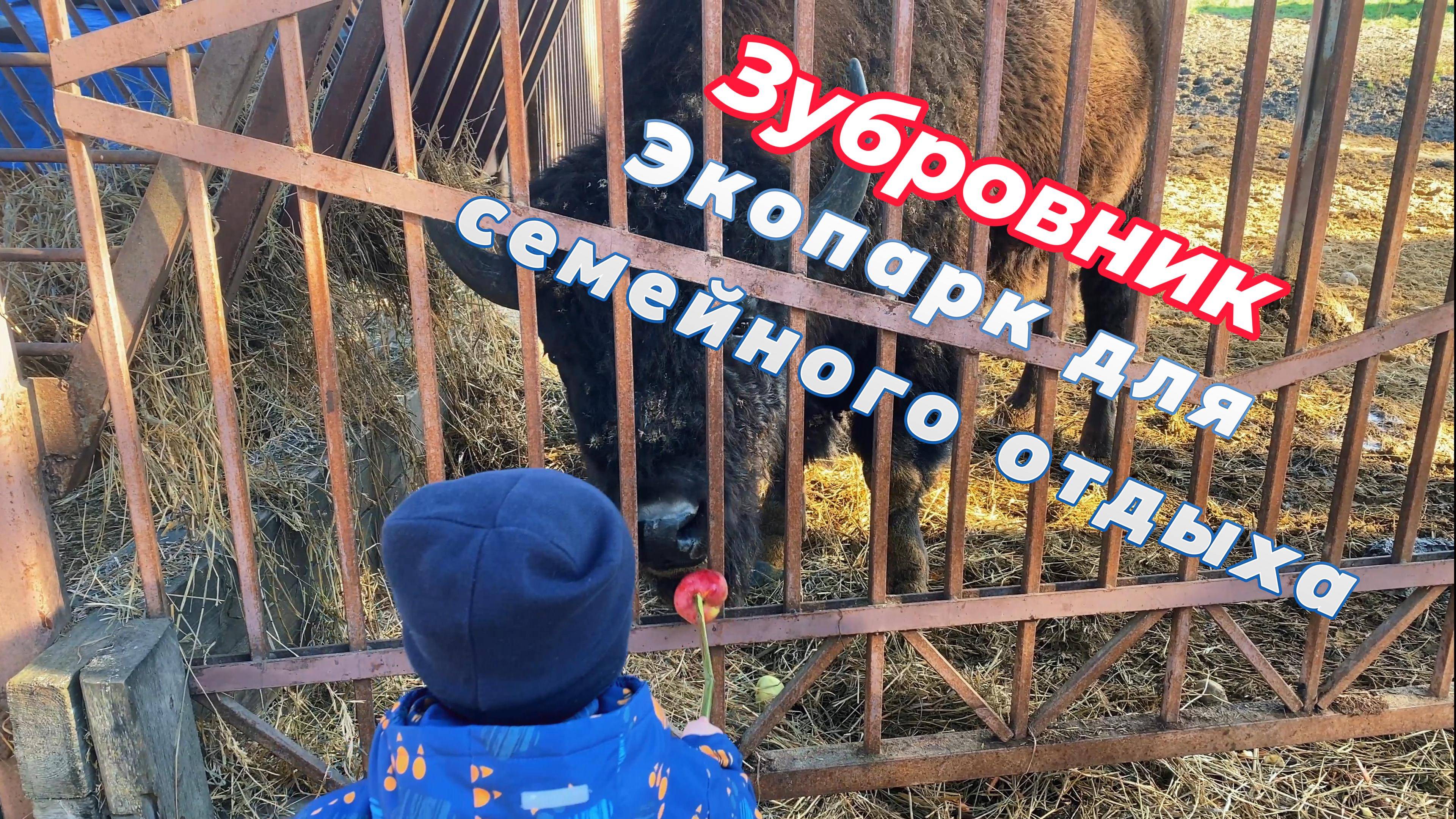 Невероятно гигантские ЗУБРЫ: Парк семейного отдыха и экотуризма Зубровник в Токсово