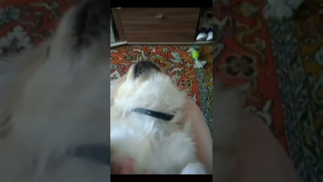 Чип. На чиле, на расслабоне