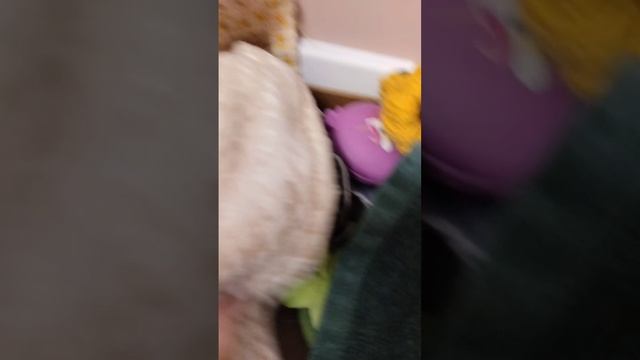 уголок басика и капибары обзор