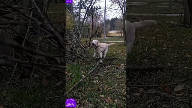 В темно-синемьеи лес]ск