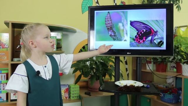 394 Белоусова Виолетта Почему гусеница мохнатая, а бабочка нет