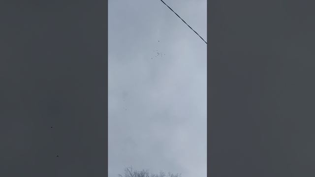 Полёт сибирских турманов